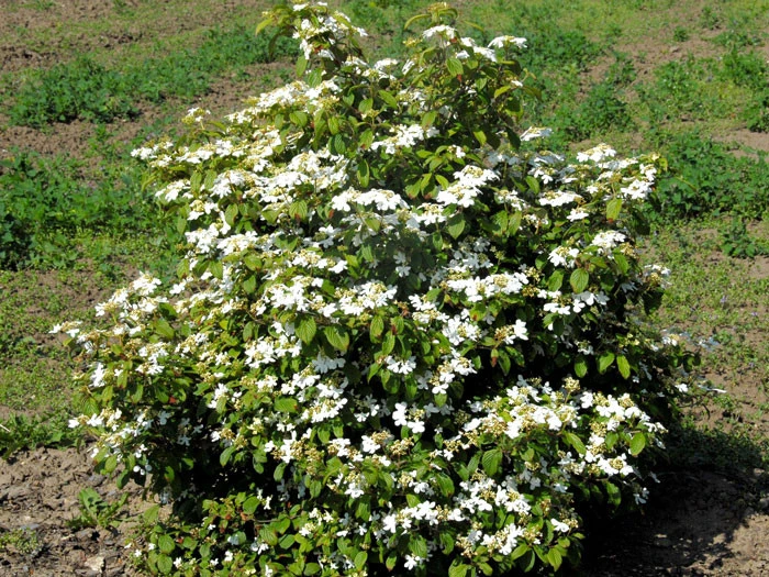 Viburnum Plicatum 'Watanabe', Japanischer Zwerg-Schneeball – Bild 2