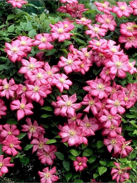 Clematis 'Ville De Lyon' – Bild 2