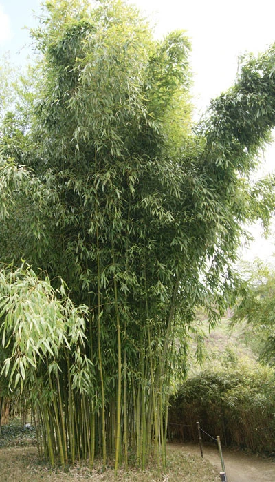 Phyllostachys Viridiglaucescens, Grüner Pulver Bambus – Bild 2