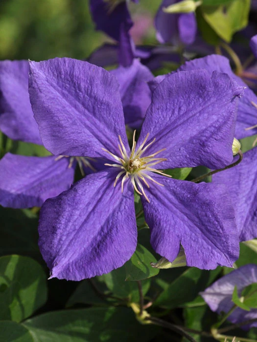 Clematis Jackmanii