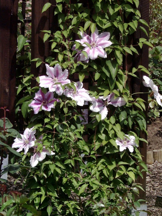 Clematis 'Nelly Moser' – Bild 2
