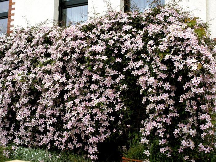 Clematis Montana 'Rubens', Anemonenwaldrebe – Bild 2