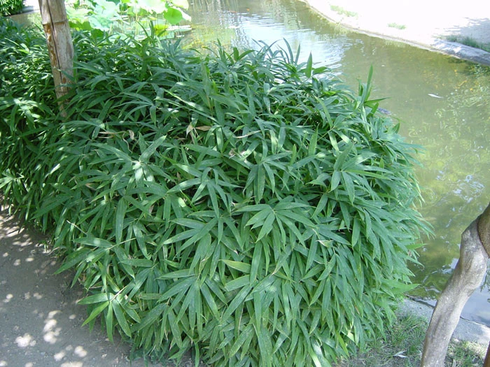 Pleioblastus Viridistriatus 'Vagans' (Sasaella Ramosa), Weichblättriger Zwergbambus – Bild 3
