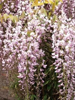 Wisteria Floribunda 'Rosea', Blauregen