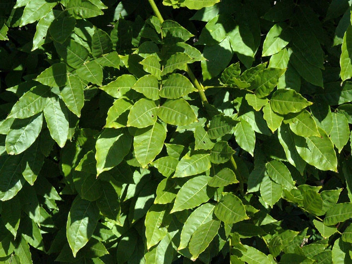 Wisteria Sinensis, Chinesischer Blauregen – Bild 3