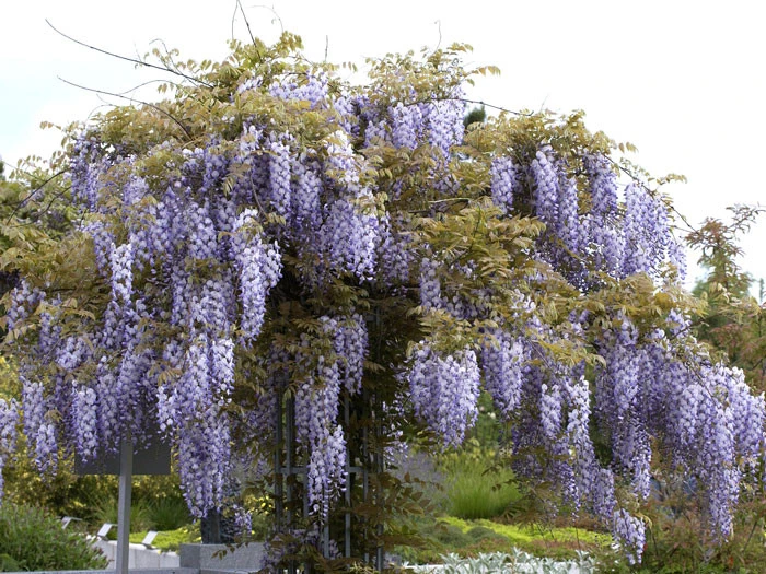 Wisteria Sinensis, Chinesischer Blauregen – Bild 2
