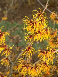 Hamamelis Intermedia 'Orange Beauty', Zaubernuss