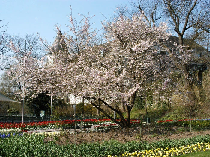 Prunus Subhirtella 'Accolade', Frühe Zierkirsche - Hochstamm – Bild 3