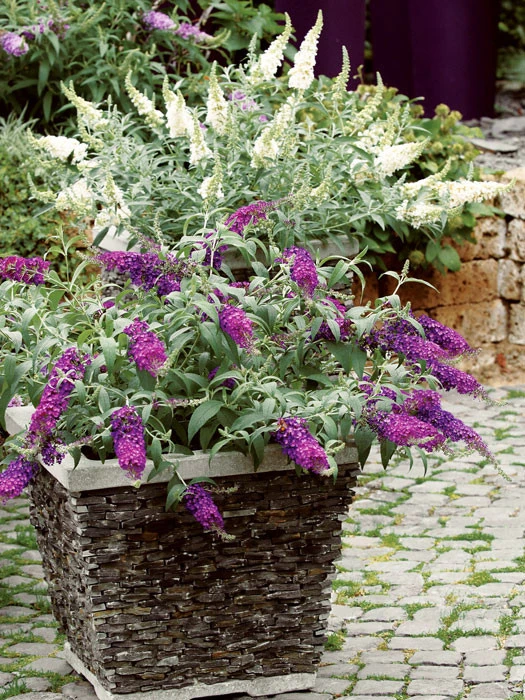 Buddleja Buzz-Hybride 'Ivory', Zwerg-Sommerflieder – Bild 2