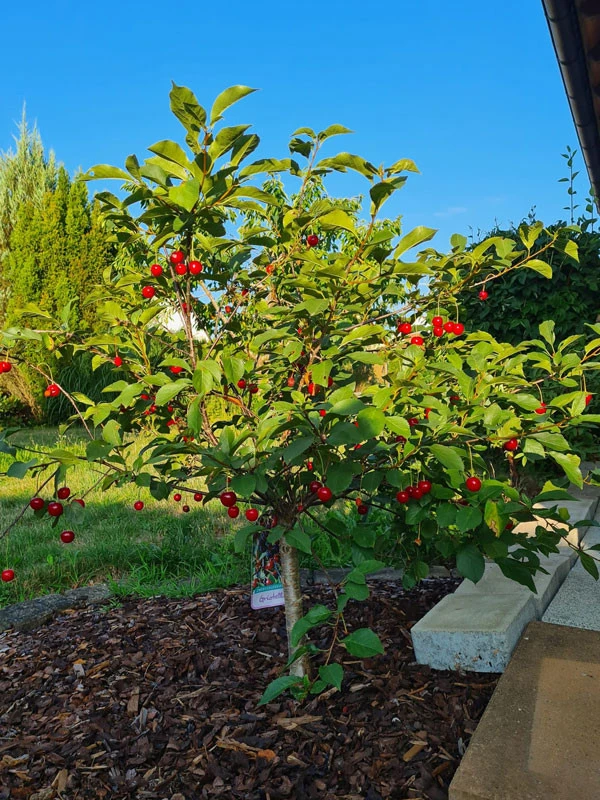 Zwerg-Sauerkirsche 'Griotella', Prunus Cerasus 'Griotella' – Bild 2