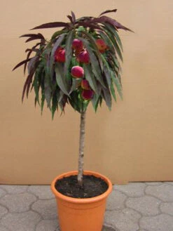 Zwergpfirsich Rotlaubig, Prunus Persica